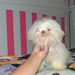 Boy 2 - White male Shih Tzu puppy in Birmingham, Alabama from K&D kennels