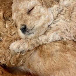 Maltipoo Puppies from Little Loves Maltipoos