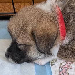 Pembroke Welsh Corgi Puppies from Tammy Gorham Corgis