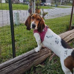 Basset Hound All Grown Up from Lydia Hatfield's Basset Hounds
