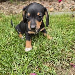 Linguini - Black and tan female Dachshund puppy in Grand Junction, Colorado from Mercedes Canetti-Lara