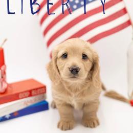 Liberty - Cream female Dachshund puppy in Denison, Texas from Rising Dawn Dachshunds