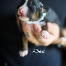 Albert (full tail) - Black tri male Miniature American Shepherd puppy in Battle Ground, Washington from Casita Miniature American Shepherds