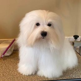 Tilly - Coton de Tulear