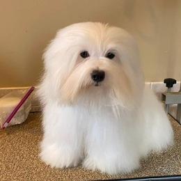 Tilly - Coton de Tulear