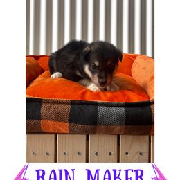 Rain Maker - Black and white female Alaskan Malamute puppy in Easton, Maryland from Stars Howl-O Kennels by FurEver Friends Inc