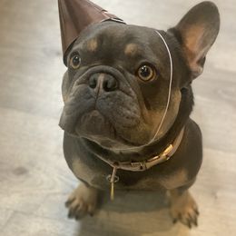 Bella - French Bulldog