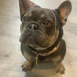 Bella - French Bulldog