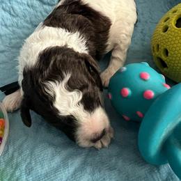 Buc-ee's - Parti male Poodle puppy in Winter Haven, Florida from Herdez’s Poodles