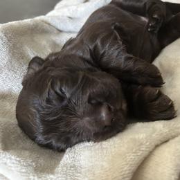 Boy 2 - Liver and white male English Cocker Spaniel puppy in Martinez, Georgia from River Trail Kennels