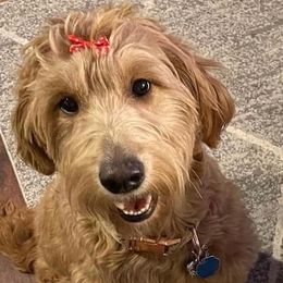 Bernese Mountain Dogs and Goldendoodles from DestinyDoodles