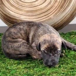 Ash - Fawn brindle male Whippet puppy in Davenport, Iowa from Whippety Split