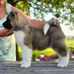 Fuel - Fawn male Akita puppy in Chillicothe, Missouri from TLC Akitas