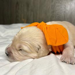 Miss Dream - Light golden female Golden Retriever puppy in Midlothian, Texas from Brightest Days