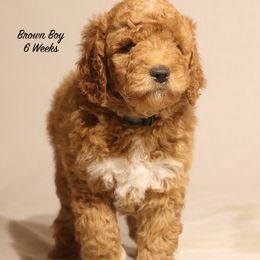 Lola's Brown Boy - Red  male Goldendoodle puppy in Coppell, Texas from Bethel Stream Goldendoodles