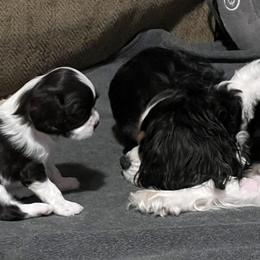 Cavalier King Charles Spaniel Puppies from Pam Comes