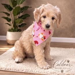 Daisy - Golden female Double Doodle puppy in El Cajon, California from Calibear Doodles