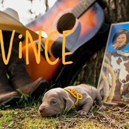 Vince - Silver gray male Weimaraner puppy in Talking Rock, Georgia from North Georgia Weims