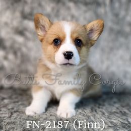 Boy 7 - Red Pembroke Welsh Corgi puppy in Cameron, North Carolina from Butts Family Corgis