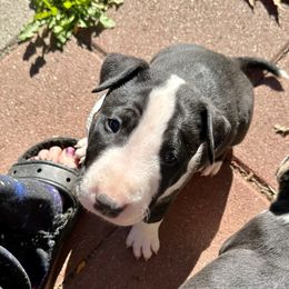 Phoenix - Black brindle and white male Bull Terrier puppy in Springfield, Ohio from Lynn Hill Bull Terriers