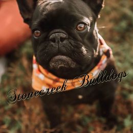 French Bulldogs from Stonecreek Bulldogs