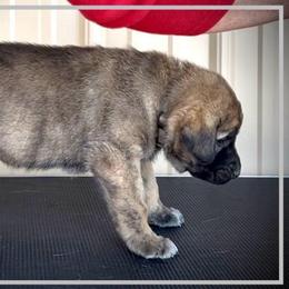 Grey - Brindle female Anatolian Shepherd Dog puppy in Clark, Wyoming from Fyne Acres