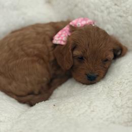 ROSE - Red female Cavapoo puppy in Wanette, Oklahoma from Christina Kolovos