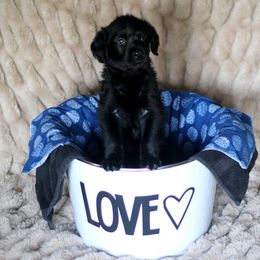 Labradoodle and Labrador Retriever Puppies from Moore than Dogs