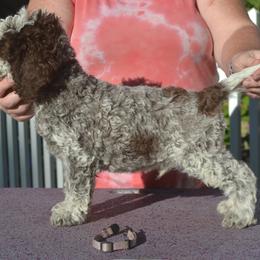 Boy 5 - male Lagotto Romagnolo puppy in Millbury, Massachusetts from RaceCity