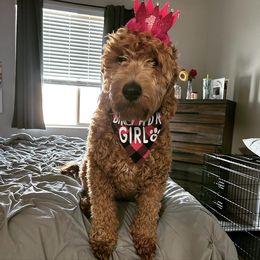 Goldendoodle All Grown Up from Dutch Doodles