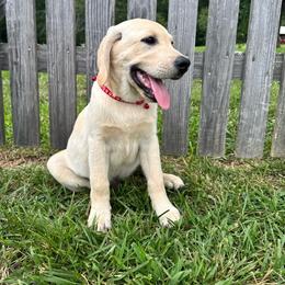 Hunter - Yellow male Labrador Retriever puppy in Marietta, South Carolina from Trust in the Lord Labradors
