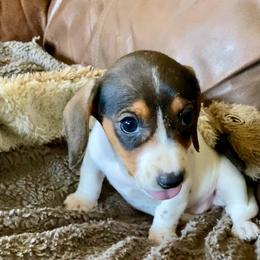 Girl 4 - Piebald female Dachshund puppy in Sedgewickville, Missouri from Heritage Boerboels