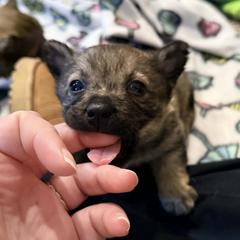 Aunt Bethany - Gray female Swedish Vallhund puppy in Minnesota from Maena Swedish Vallhunds