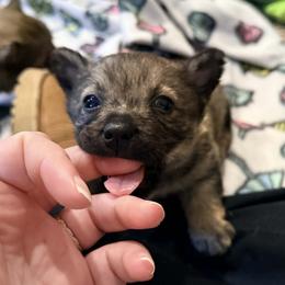 Aunt Bethany - Gray female Swedish Vallhund puppy in Minnesota from Maena Swedish Vallhunds