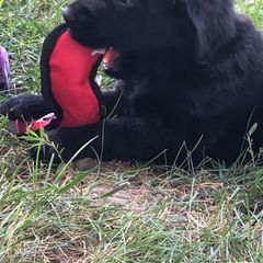 Flat-Coated Retriever Puppies from Kingsbridge Flat-Coated Retrievers