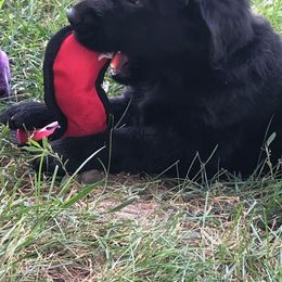 Flat-Coated Retriever Puppies from Kingsbridge Flat-Coated Retrievers