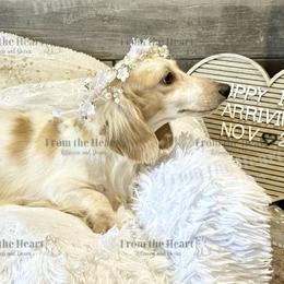 Flurry - Dachshund