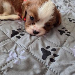 Hunter - Blenheim male Cavalier King Charles Spaniel puppy in Forest Lake, Minnesota from Northern Lights Goldens