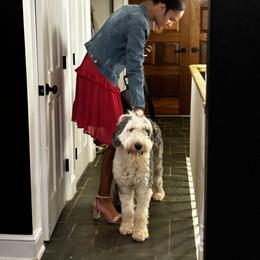 Old English Sheepdog, Poodle, and Sheepadoodle Puppies from Love Tallulah Sheepadoodles LLC