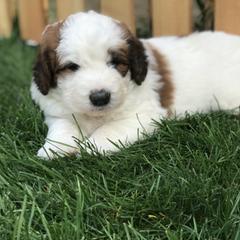 Saint Berdoodle Puppies from My-T Saint Berdoodles