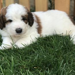 Saint Berdoodle Puppies from My-T Saint Berdoodles
