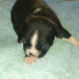 Boston Terrier Puppies from Got What You Need