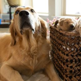 Golden Retrievers from Thank You For Your Golden Services