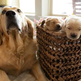 Golden Retrievers from Thank You For Your Golden Services