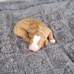 Rocco - Red male Bernedoodle puppy in East Earl, Pennsylvania from Mountainside Puppies