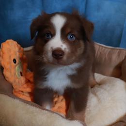 Yule - Red tri male Miniature Australian Shepherd puppy in Macomb, Missouri from Faunus Farms and Aussies