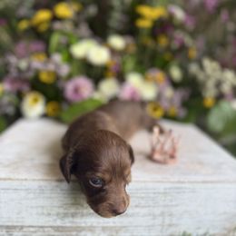 Chocolate - Chocolate and tan female Dachshund puppy in Wills Point, Texas from East Mini Dachshunds Texas
