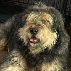 Izzy - Bouvier des Flandres