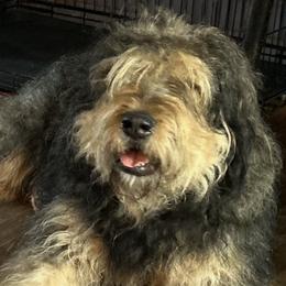 Izzy - Bouvier des Flandres