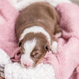 Australian Shepherd Puppies from Cornerstone Australian Shepherds